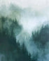 Mist caught in the pines
