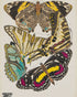 Butterflies among blank paper
