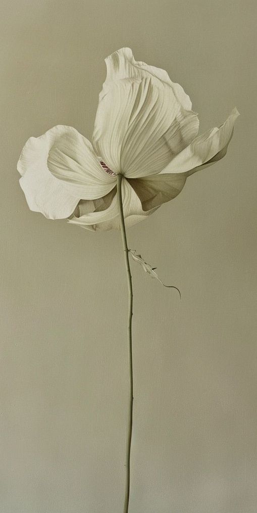 Ivory bloom in gray air