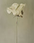 One flower and its hush