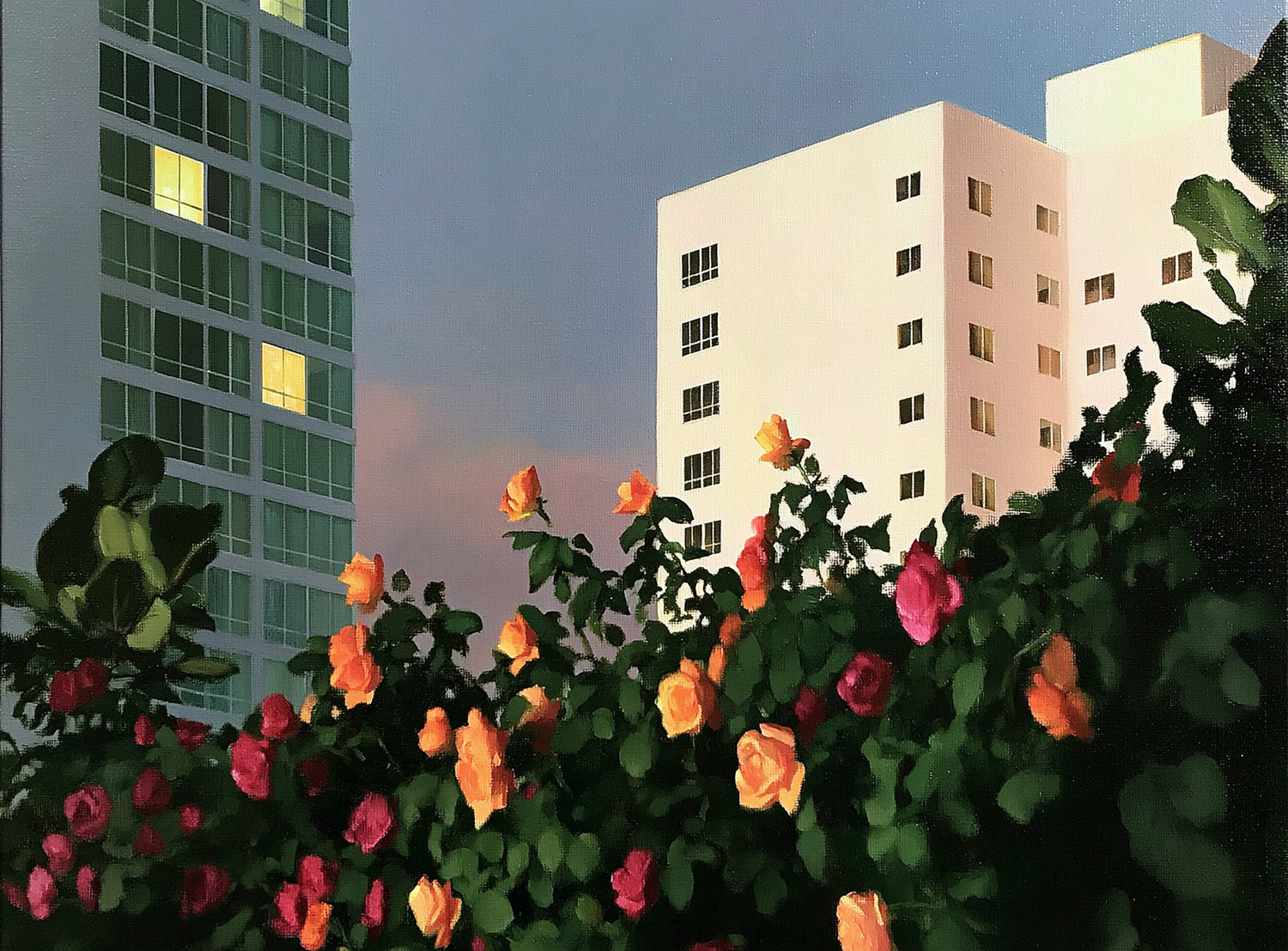 Roses below lit windows
