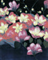 Flowers waking in the dark