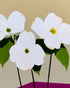 Three white flowers above purple
