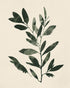 Dark green leaves on cream
