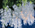 White blooms in blue shade