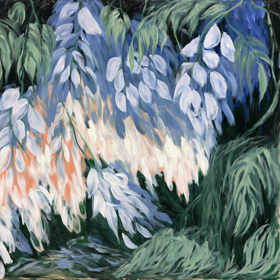 White blossoms in blue shade