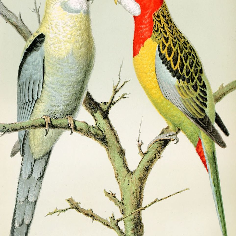 Beaks across the branch