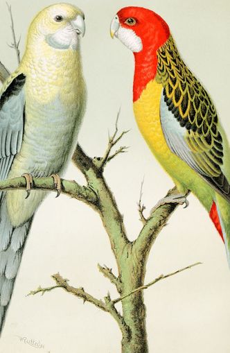 Beaks across the branch