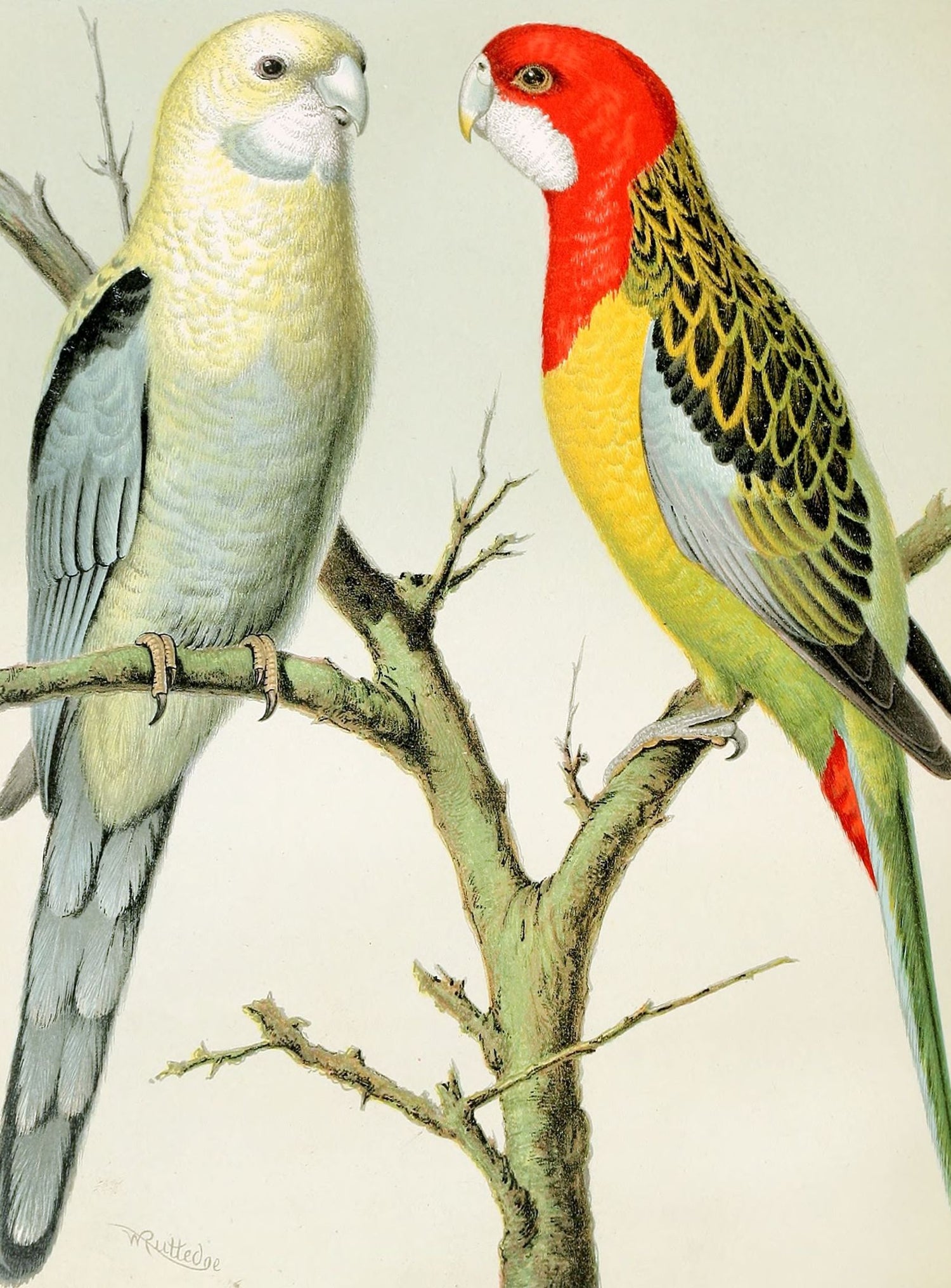 Beaks across the branch