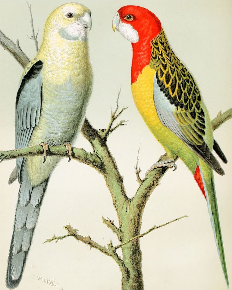 Beaks across the branch