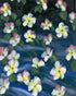 White flowers across deep blue