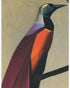 Bright bird on a branch