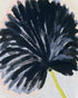 Black petals in pale light