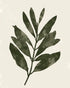 Still branch on pale paper