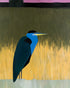 Blue bird in yellow grass