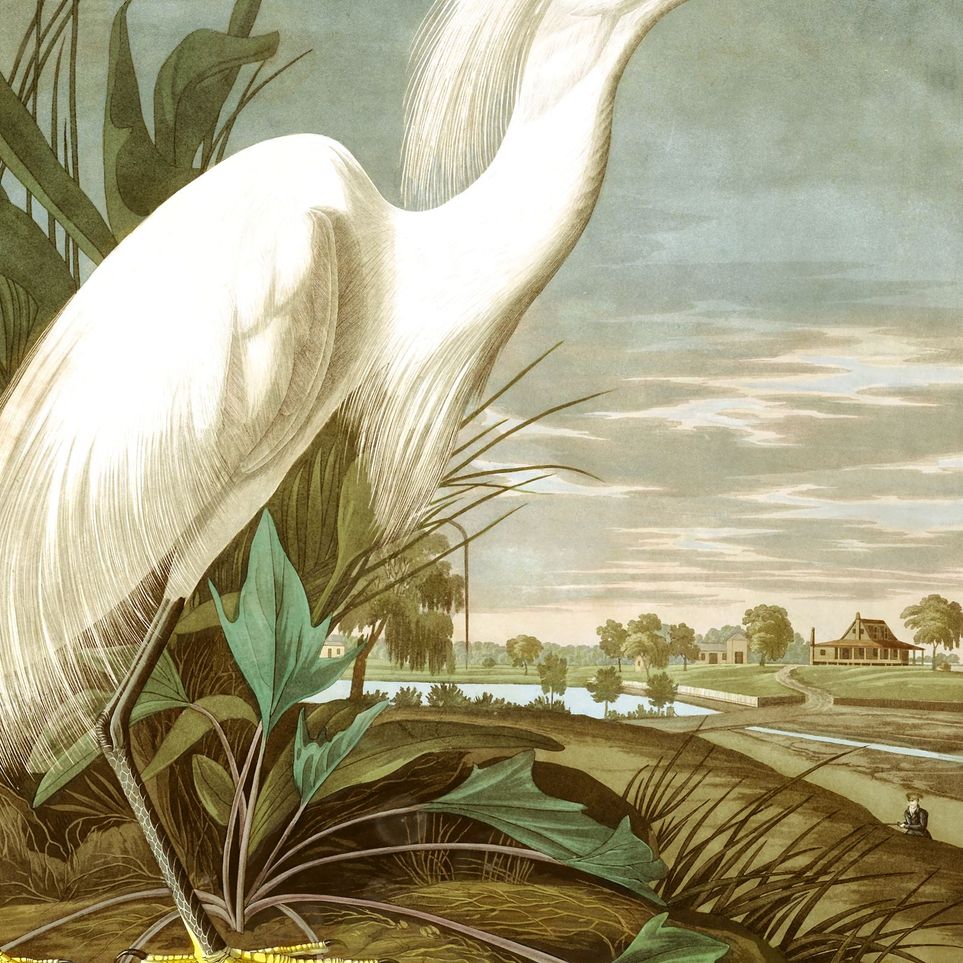 White Egret