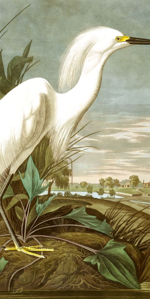 White Egret