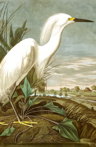 White Egret
