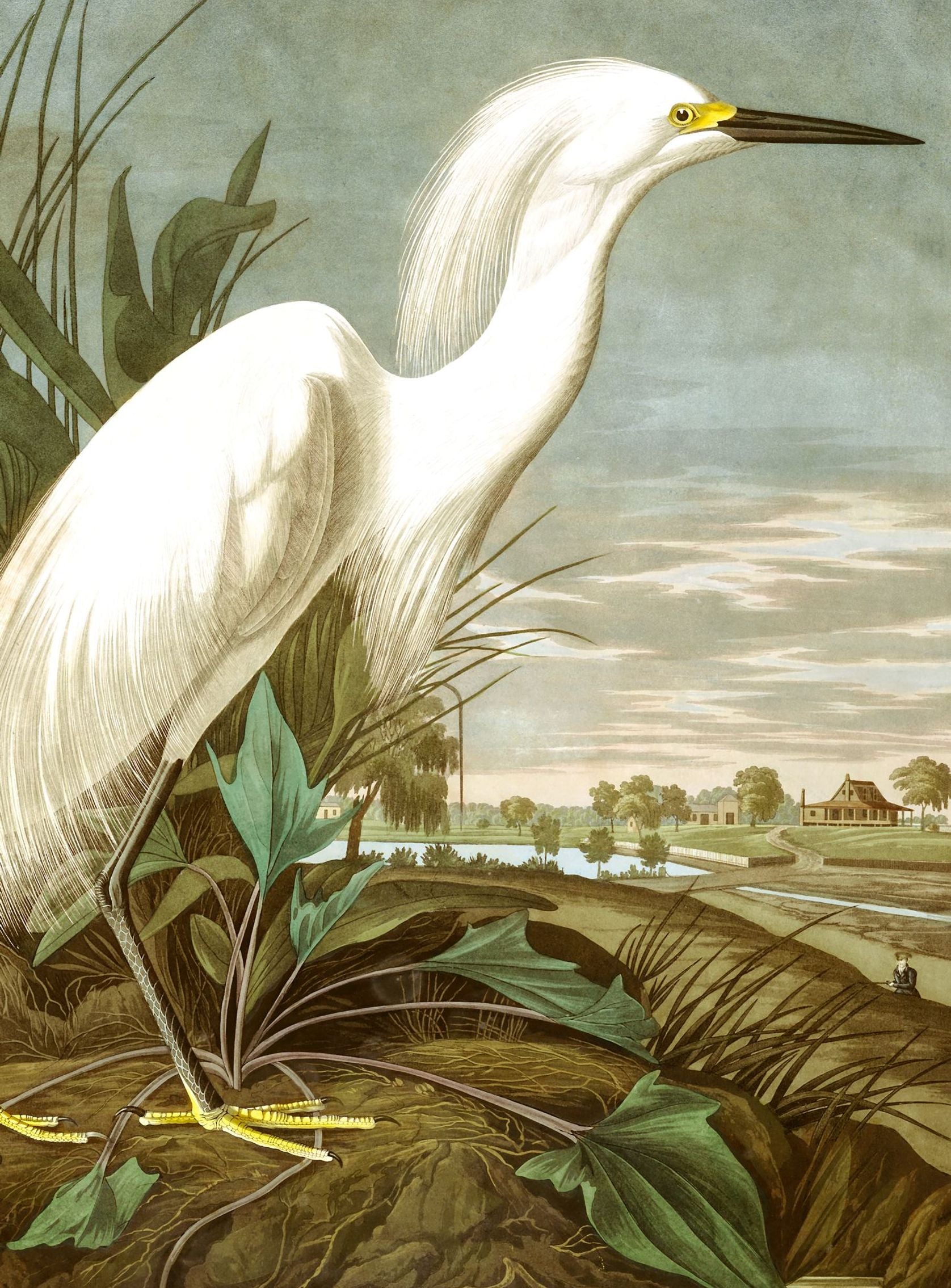 White Egret