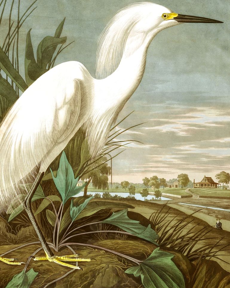 White Egret