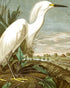 White Egret