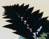 Black leaves on pale ground
