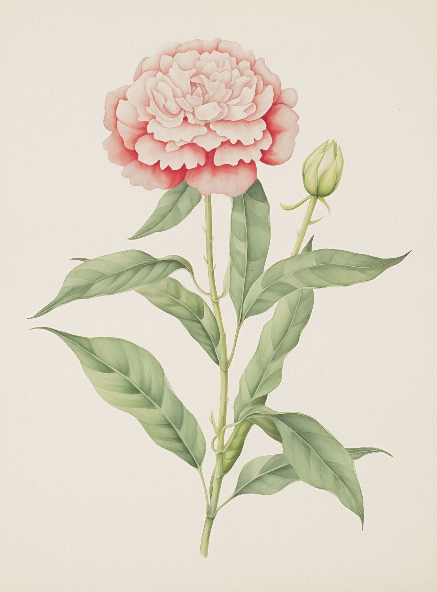Delicate Blush