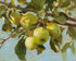 Green Apples