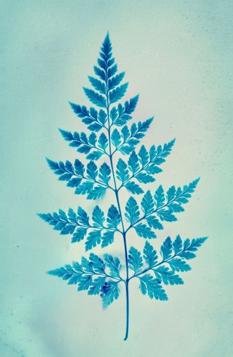 stems and leaves
