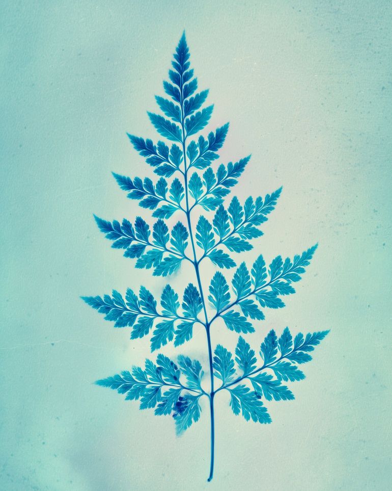 stems and leaves