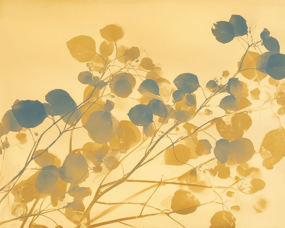 Branches Crossing the Field of Light