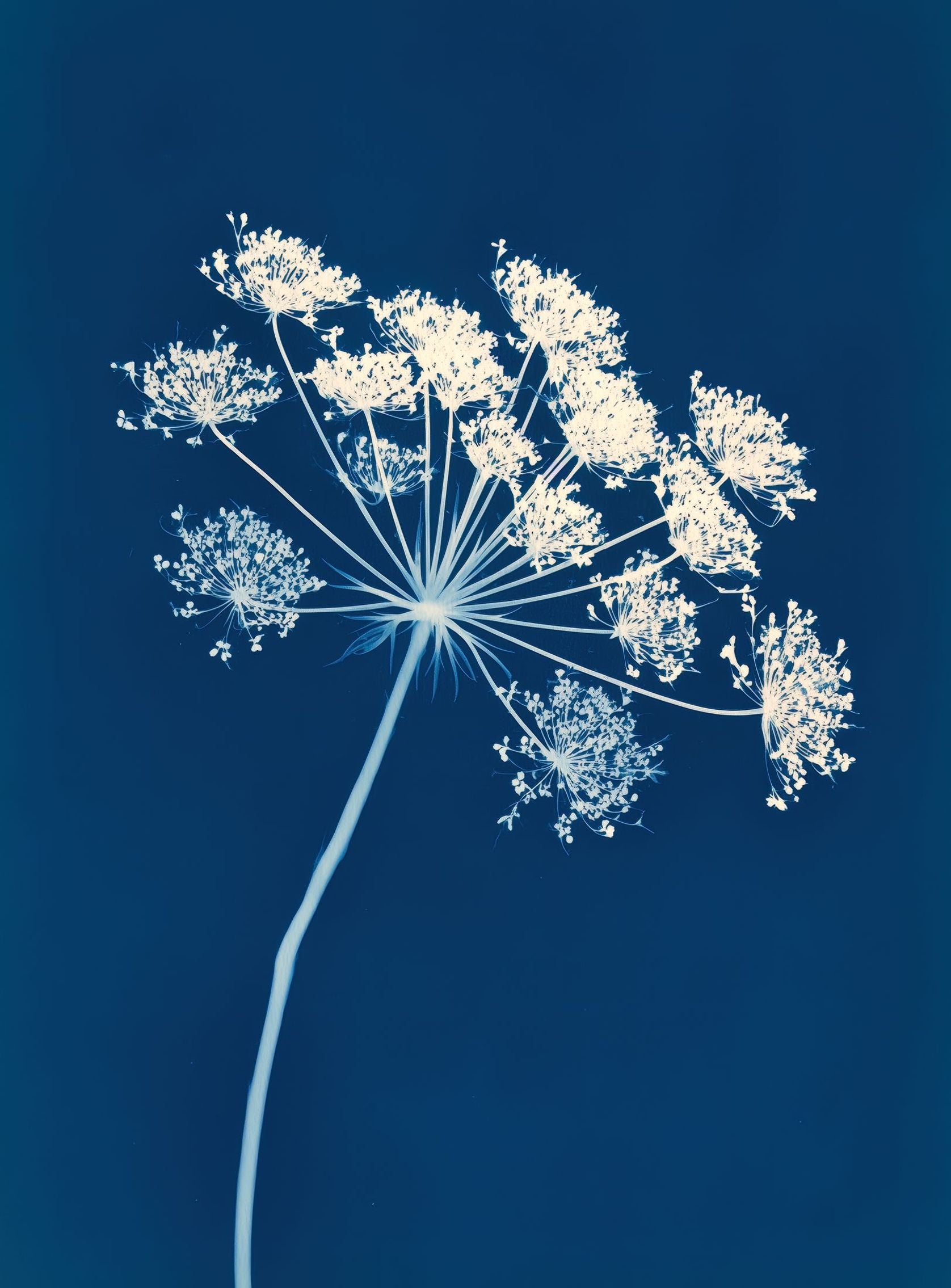 Midnight Bloom