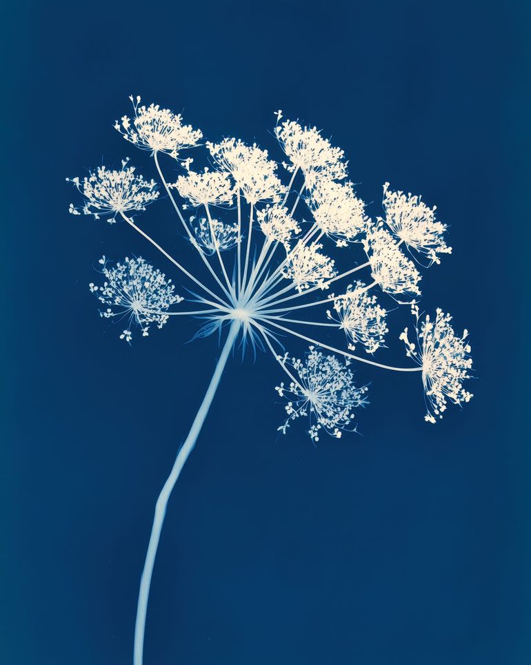 Midnight Bloom