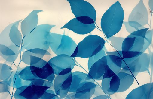 Leaves Spread in Light