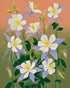 Evening Color in the Flowers