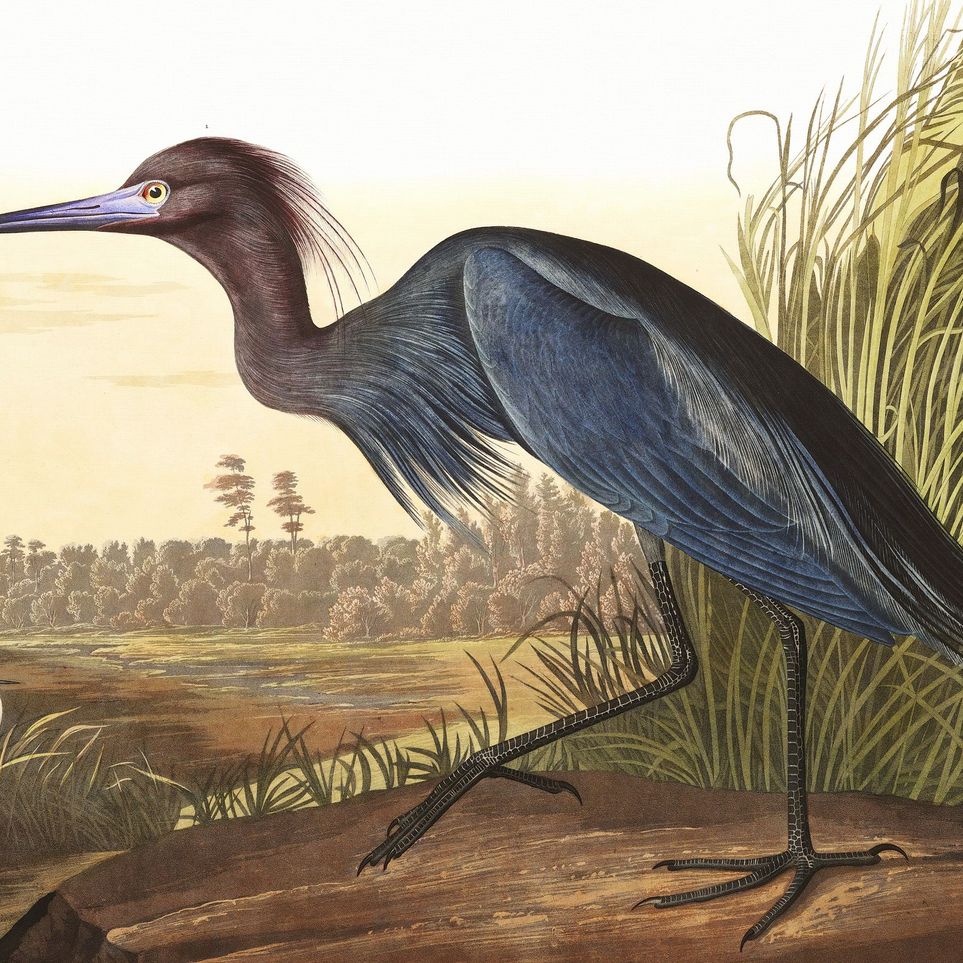 Great Blue Heron
