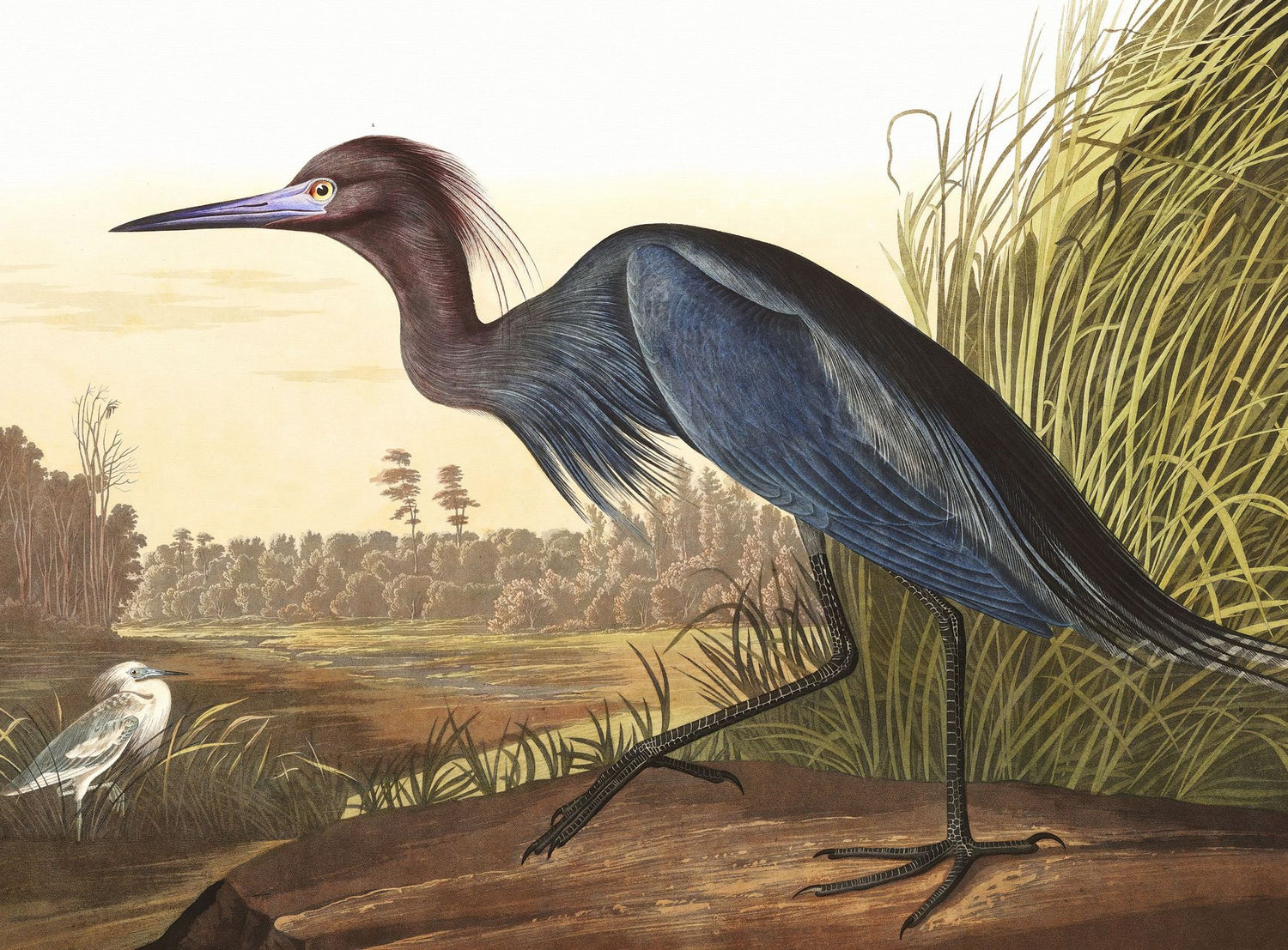 Great Blue Heron