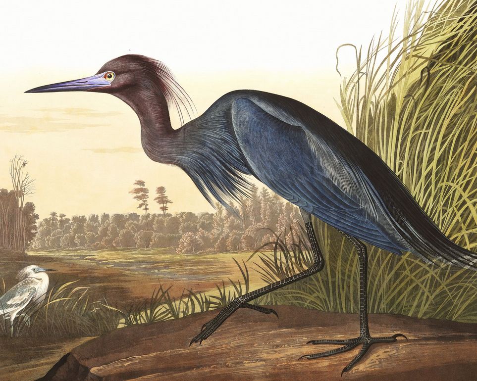 Great Blue Heron