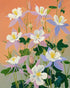Columbines in Bloom