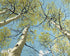 Yellow Leaves Against the Sky