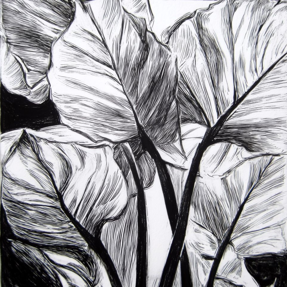 Overlapping Leaves on Dark Ground