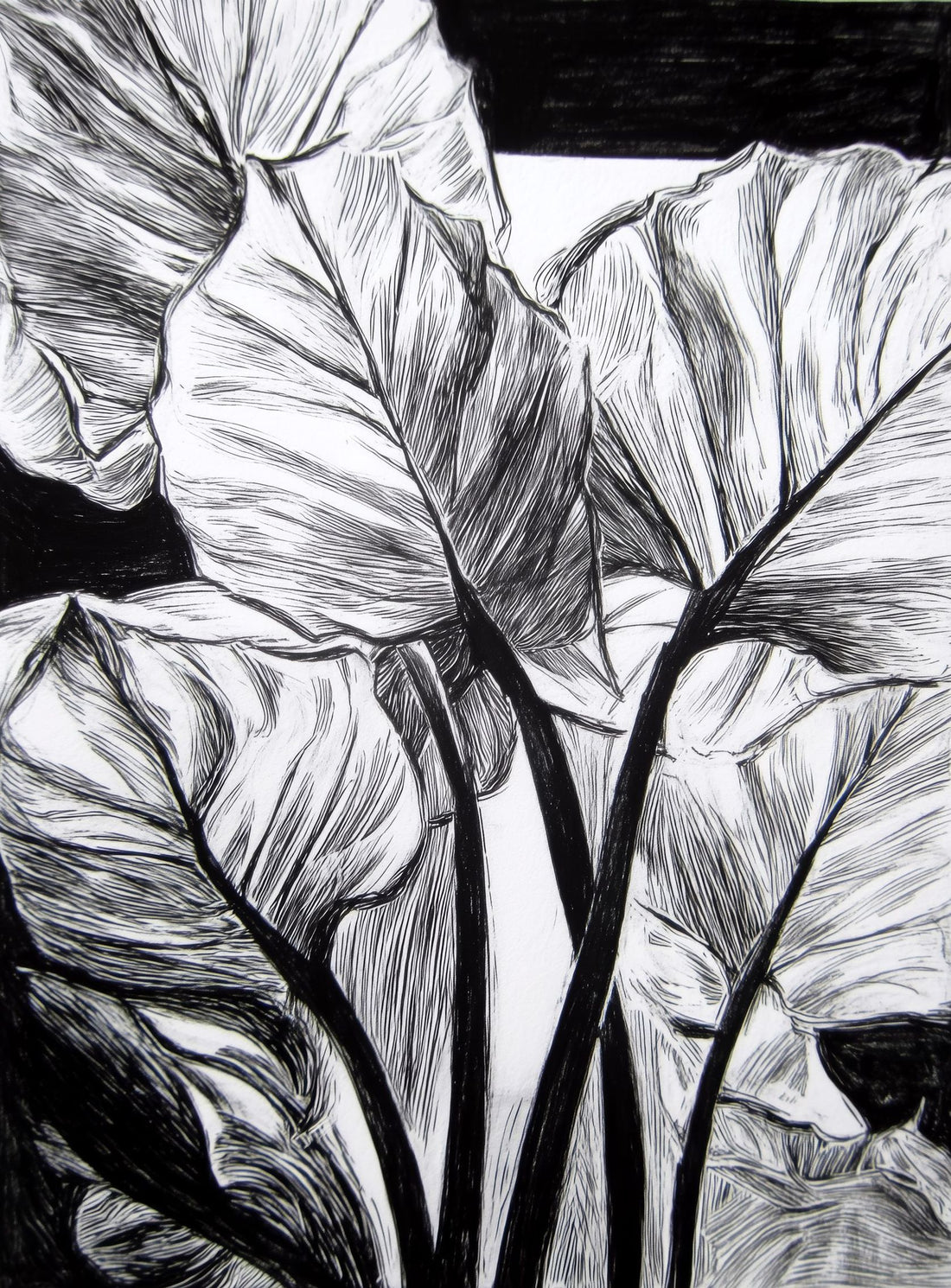 Overlapping Leaves on Dark Ground