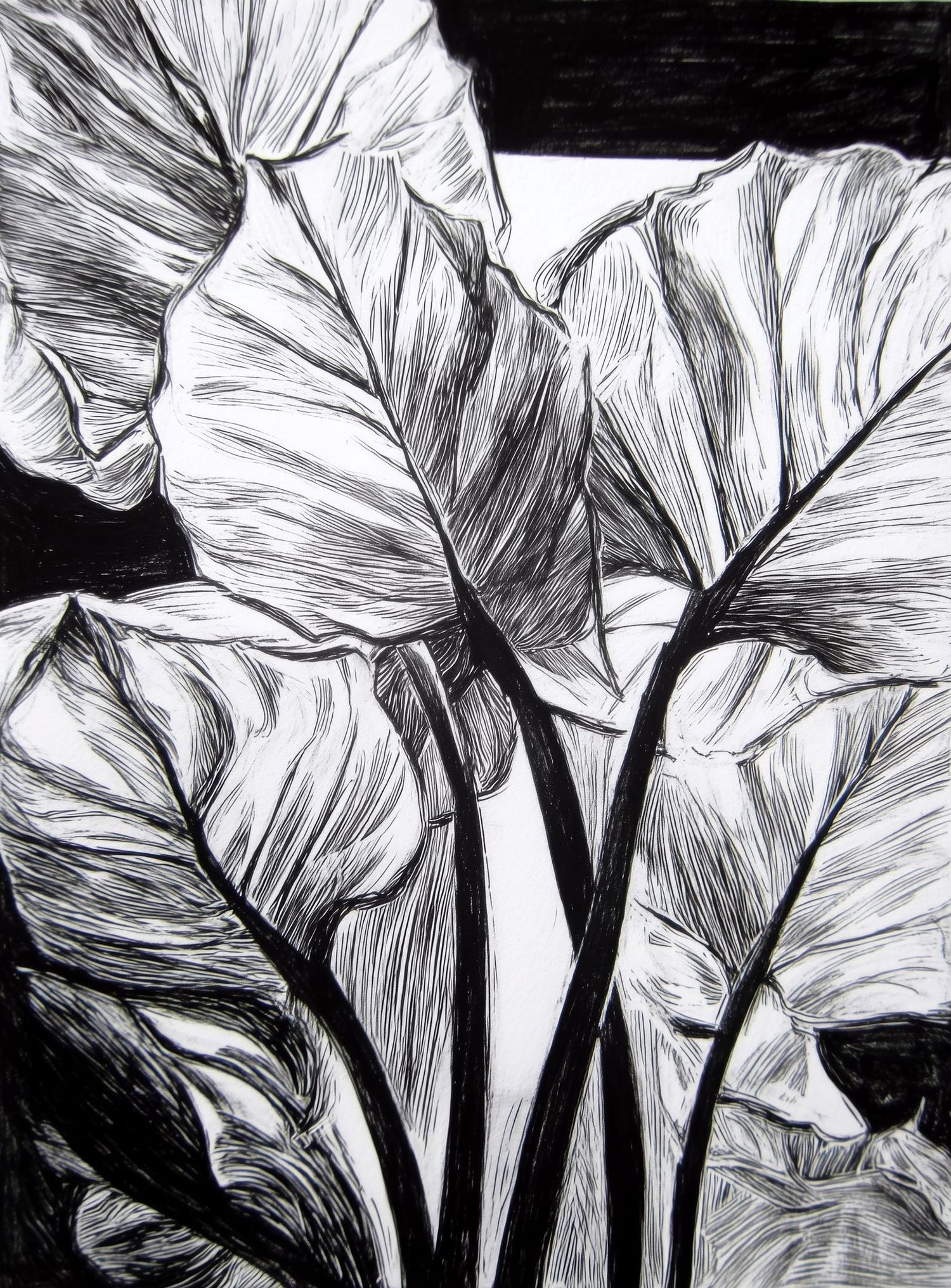 Overlapping Leaves on Dark Ground