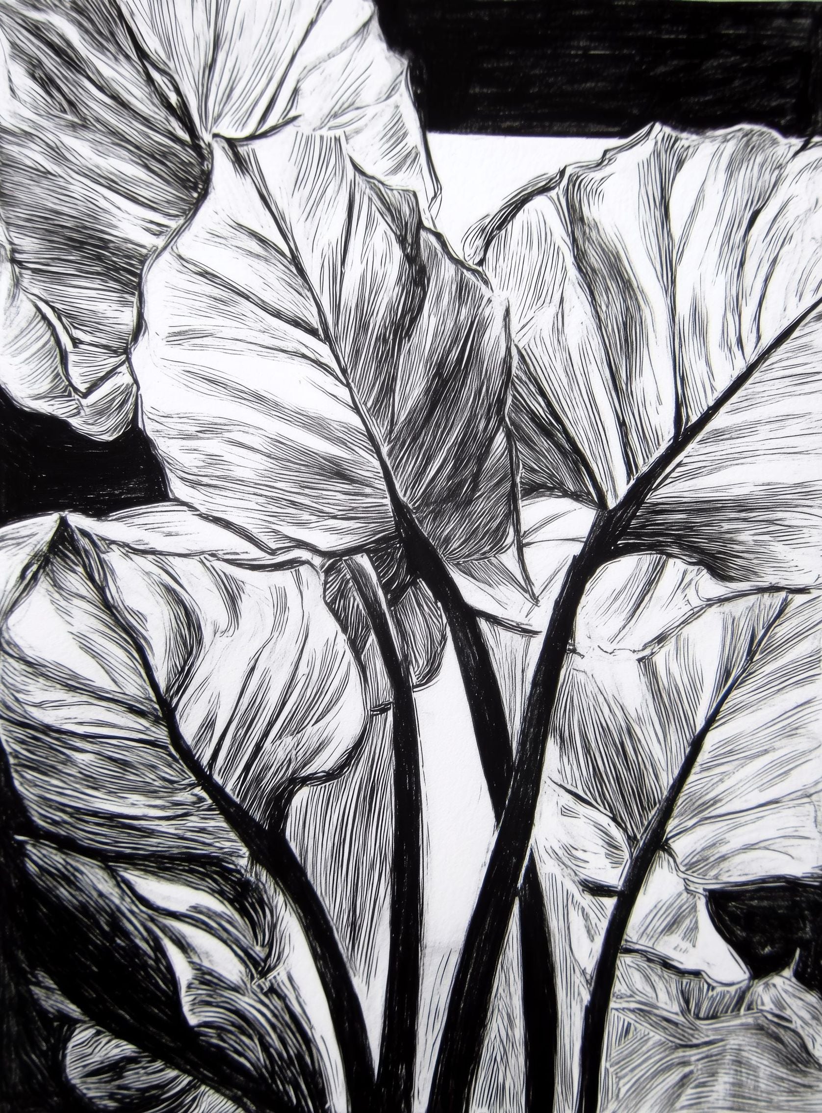 Overlapping Leaves on Dark Ground