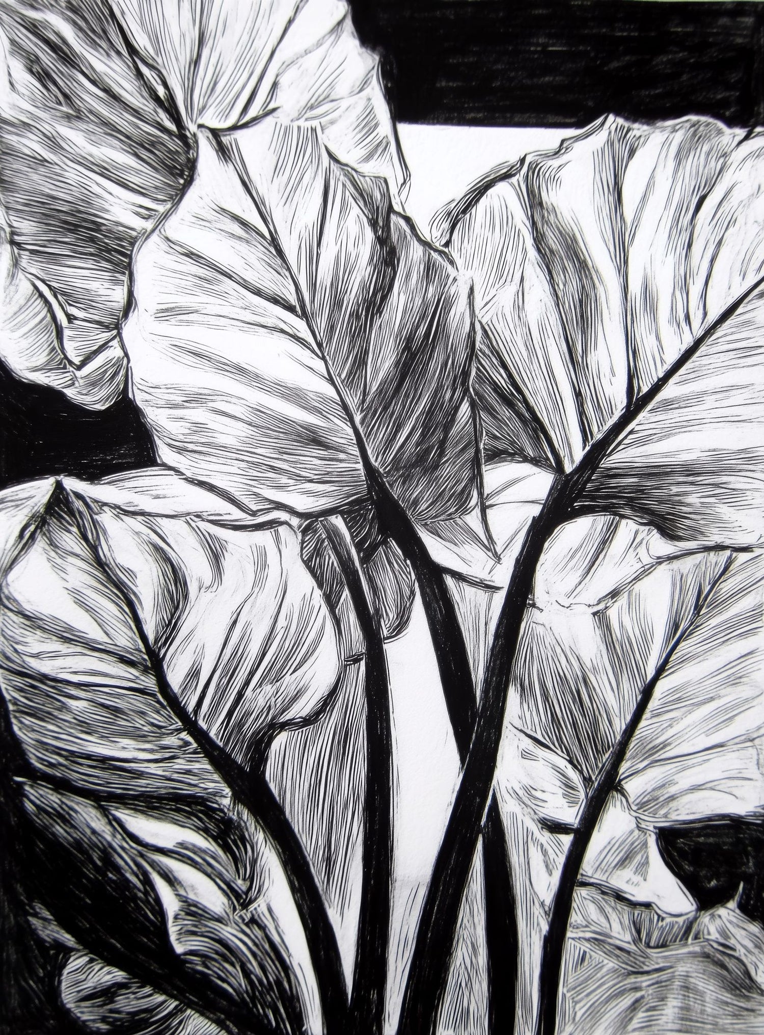 Overlapping Leaves on Dark Ground