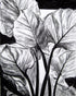 Overlapping Leaves on Dark Ground