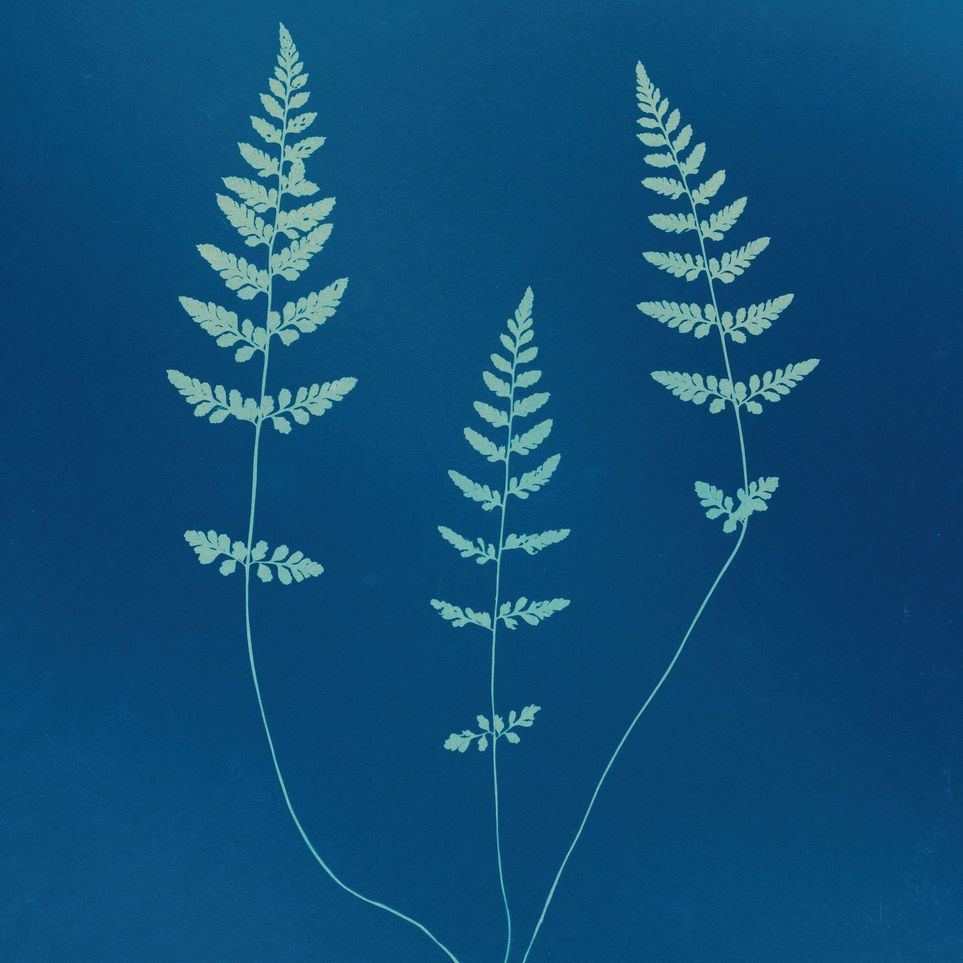 Three ferns in blue