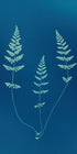Three ferns in blue
