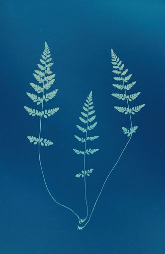 Three ferns in blue