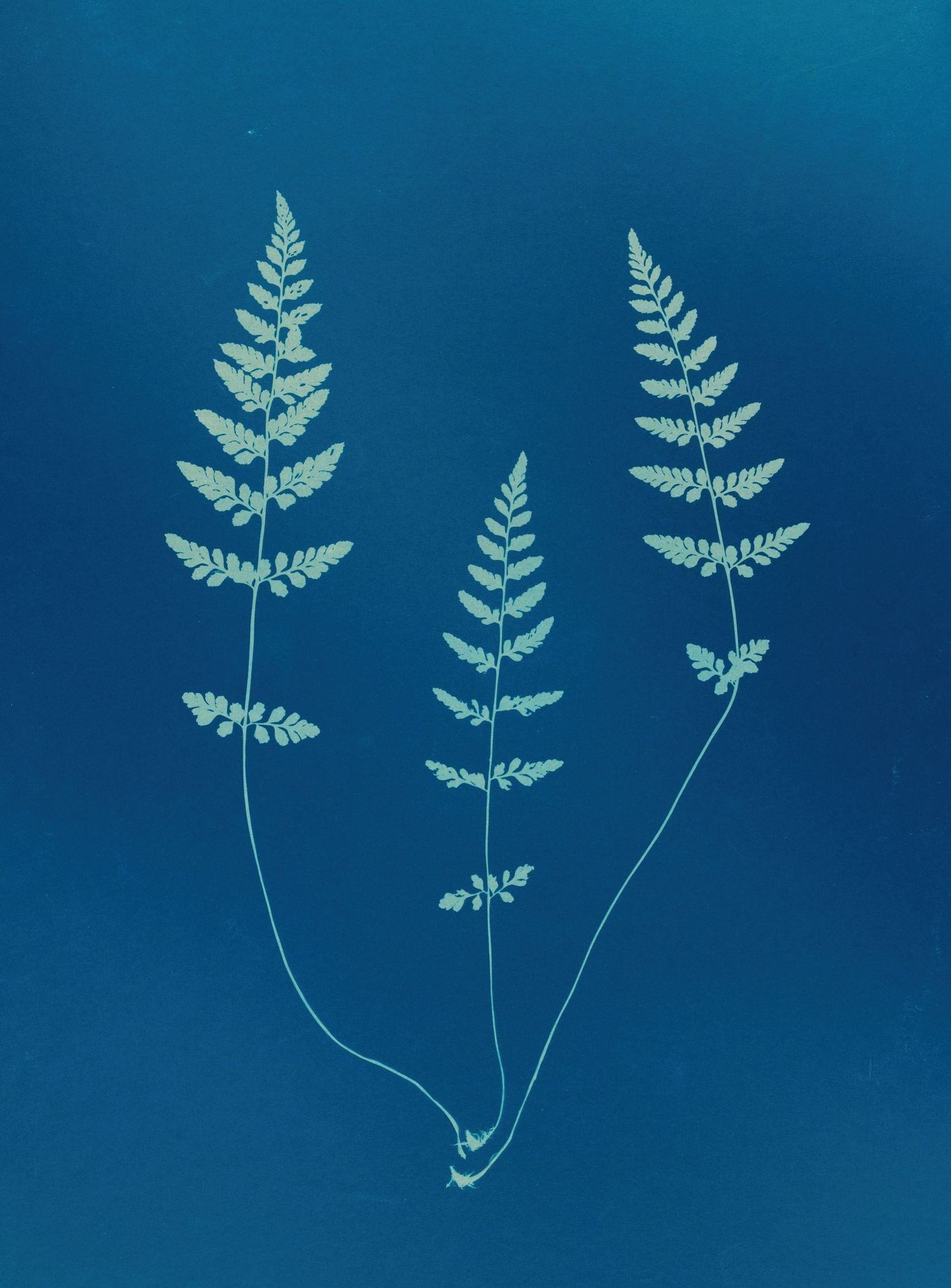 Three ferns in blue